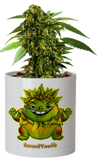 CheebaPet Planter Kit - SweetTooth